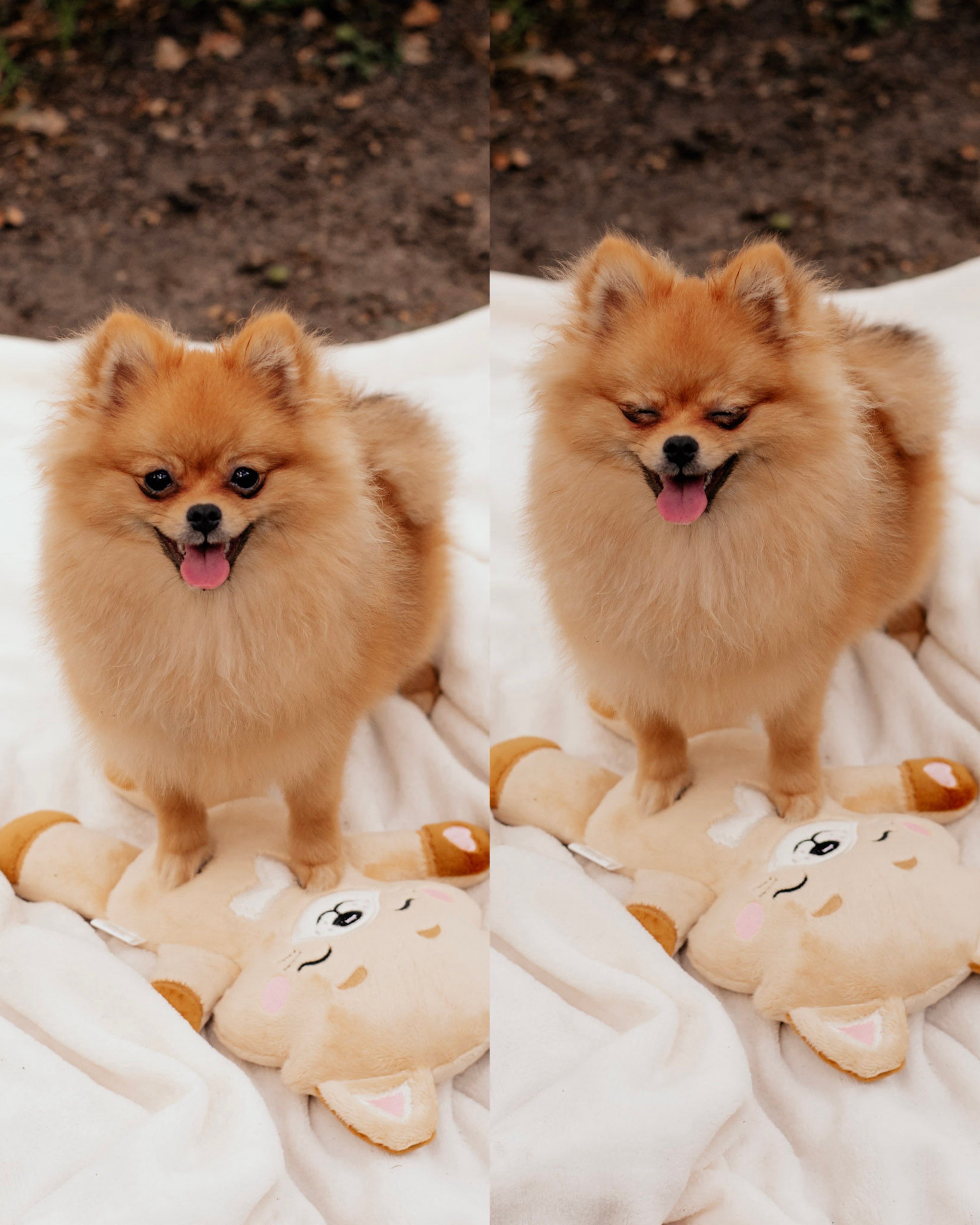 Pomeranian/szpic (miniaturowy)