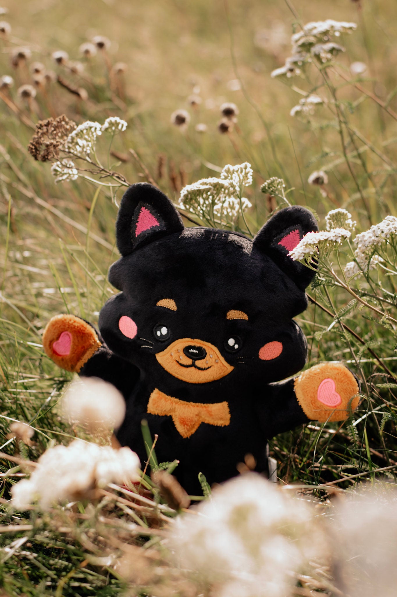 Pomeranian/szpic (miniaturowy)